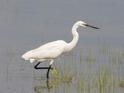 Little Egret-9109.jpg